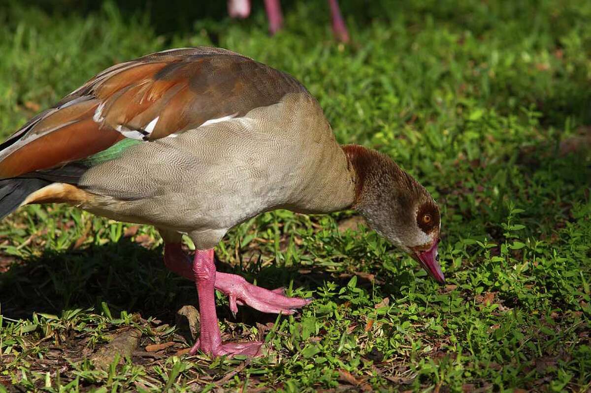 Nonnative Egyptian geese proliferating in Texas