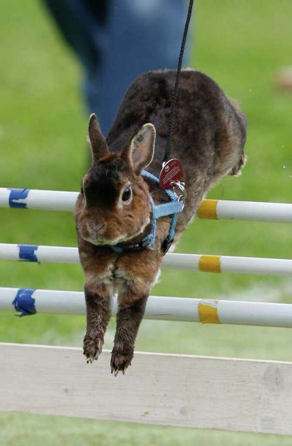 European Rabbit Hopping Championships GreenwichTime