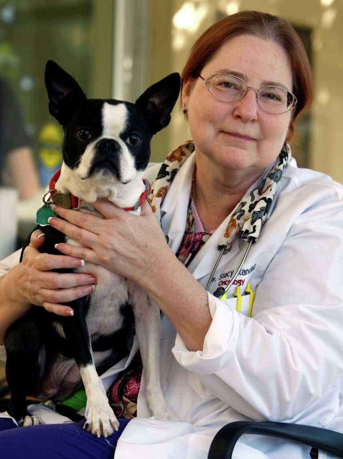 Chemo treatments save Boston terrier