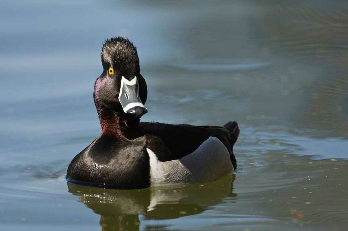 ducks-regular-winter-visitors-to-texas-are-arriving