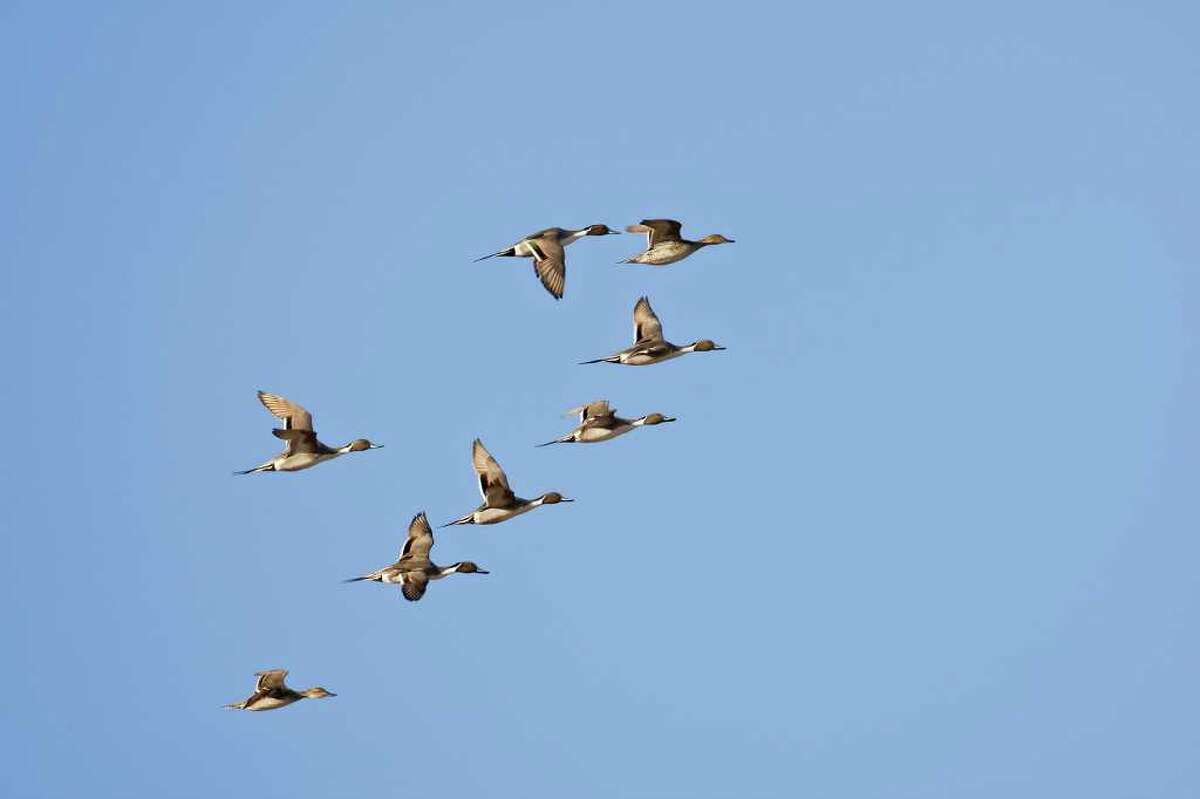 Ducks Regular Winter Visitors To Texas Are Arriving