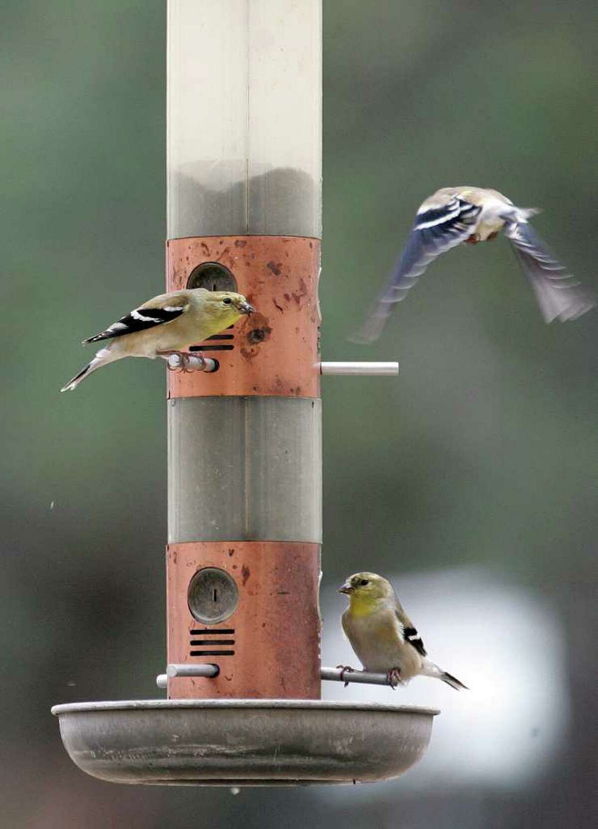  Don't forget to feed birds this winter.