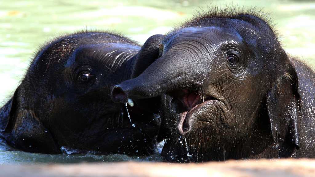 2 Houston Zoo animals treated for Elephant herpes virus