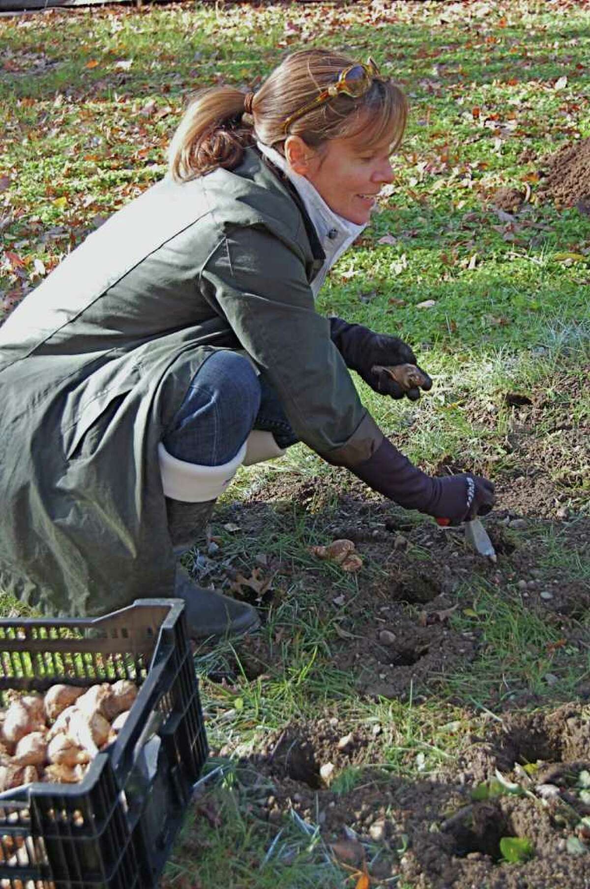 Fairfield Garden Club member Samantha Mooney prepares to plant a daffodill bulb in Riverside Park along the Mill River. She was among club members who recently planted 2,500 of the bulbs in the park, which, in the spring, will be a sea of color.