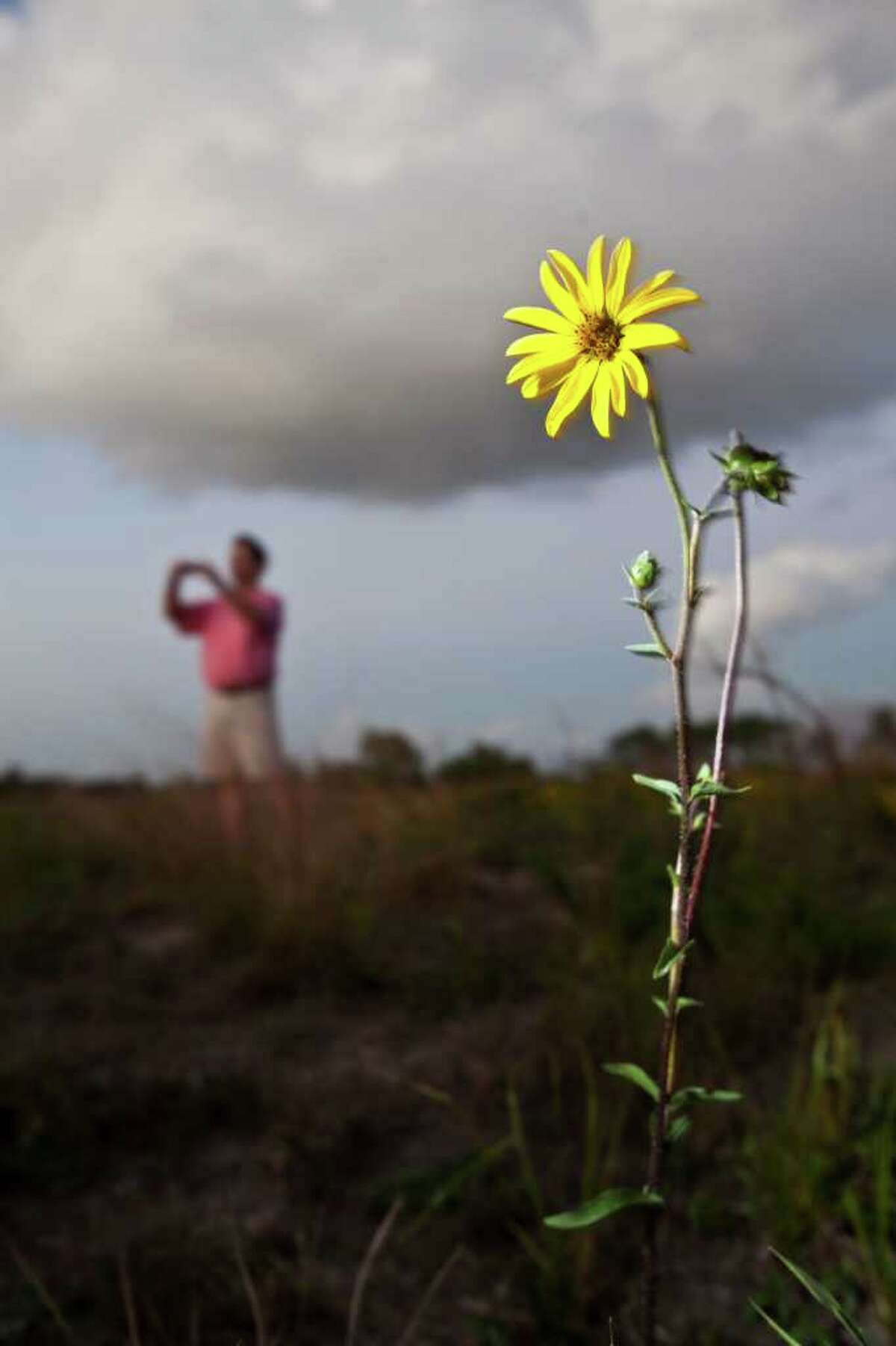(Eric Kayne/For the Chronicle) XXXXXX: Rosinweed stands as plant enthusiasts scour a pristine coastal prairie off Spencer Highway Nov. 2, 2011 in Deer Park, TX. Their goal was to harvest plants and seeds. (Eric Kayne/For the Chronicle)