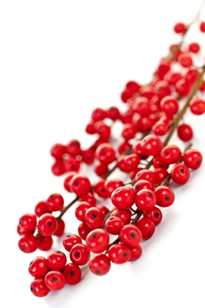 Winterberry adds splash of color when we need it most