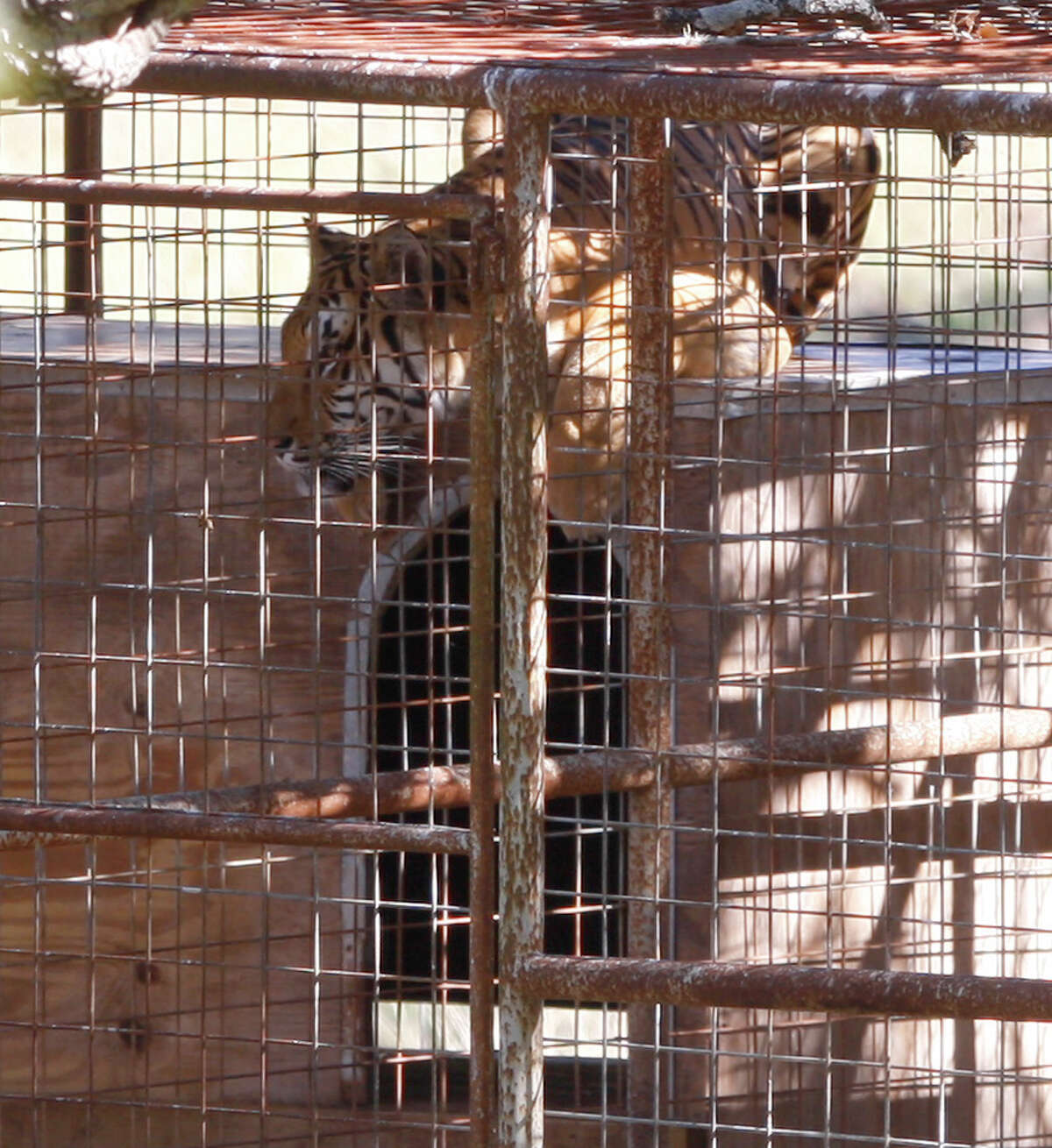 Loose animals' call is false Loose animals' call is false