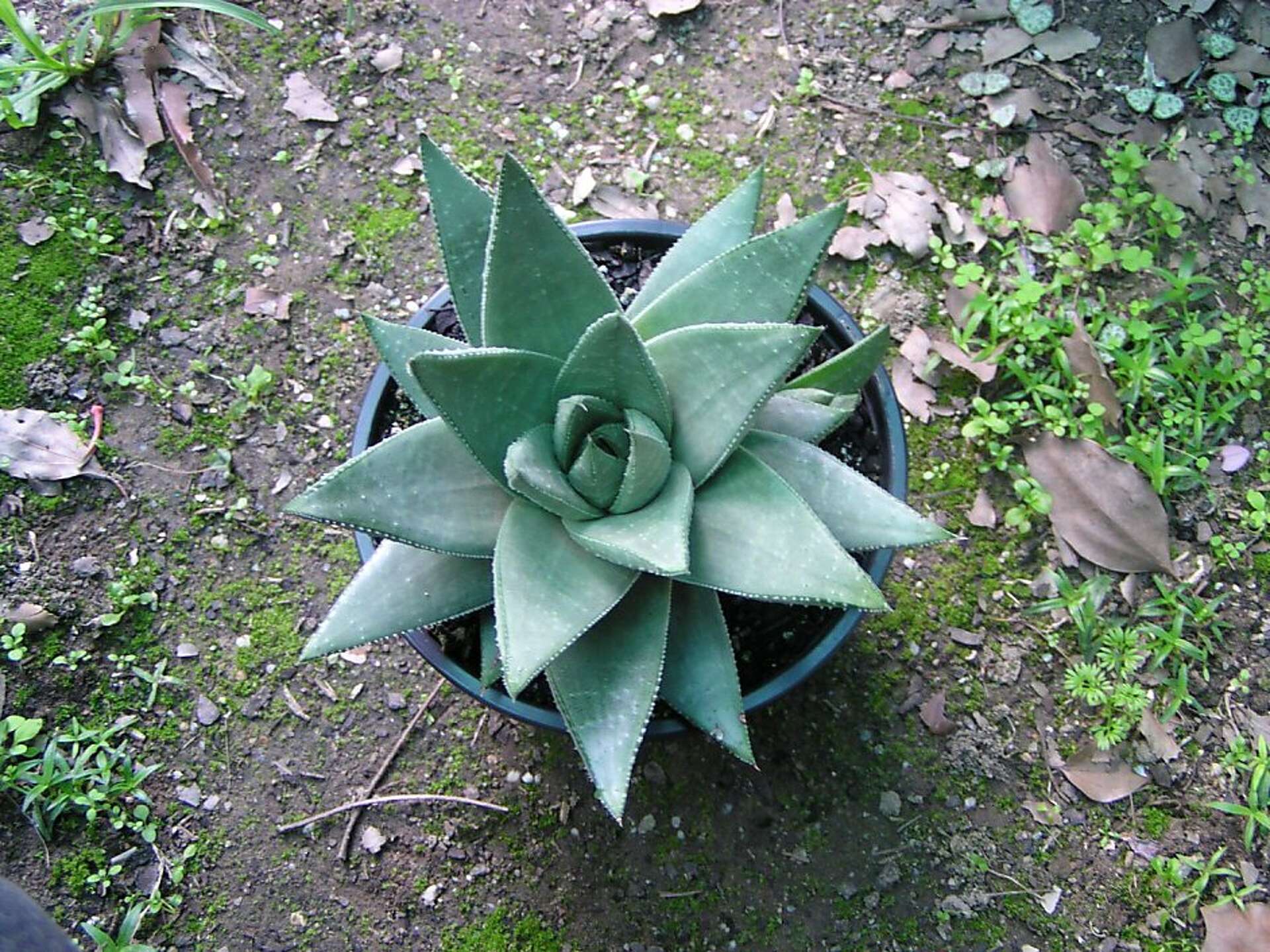 Haworthias are year-round succulents
