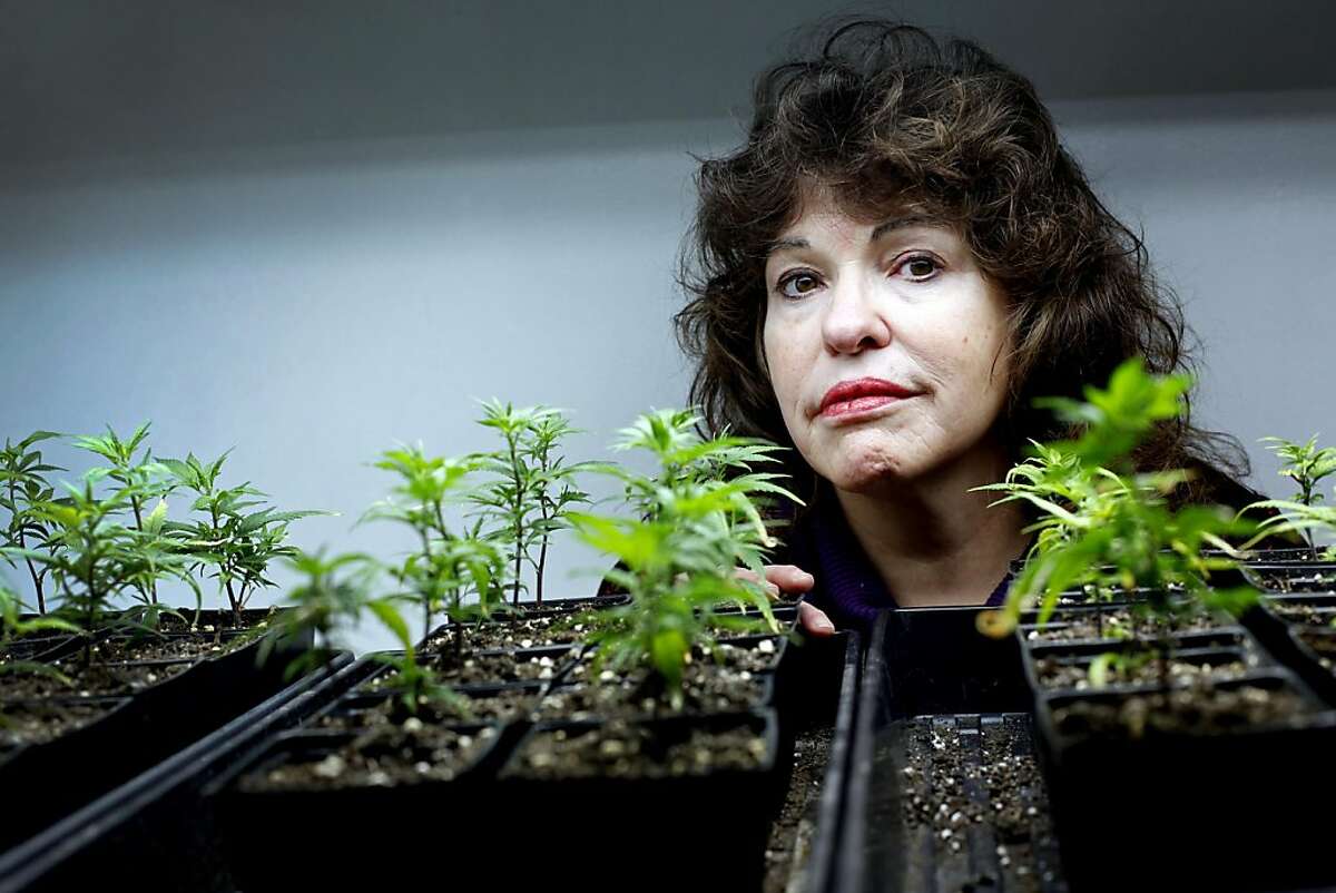 Lynnette Shaw (cq) runs the Marin Alliance for Medical Marijuana in Fairfax, Calif., Friday, November 11, 2011. She said she voted for Obama but now he's turned his back on the industry, and she is fighting federal efforts to close her business. She is photographed with some of the organic clones at the shop, the cannabis sativa strain called train wreck, which she says is good for glaucoma and nausea. Ran on: 11-14-2011 Lynnette Shaw, who runs the 14-year-old Fairfax dispensary, has been threatened with eviction by federal authorities.