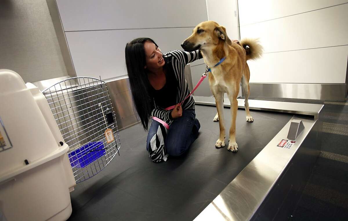 Christmas Collins lets Chloe out of her crate at baggage claim at San Francisco International Airport in San Francisco, Calif., Thursday, November 17, 2011. The dog traveled all the way from Afghanistan to be reunited with Colllins' brother, Marine Corporal Ward Van Alstine, who befriended the stray while on tour in Afghanistan. He will be reunited with Chloe on Thanksgiving in Santa Barbara, near where he is currently stationed at Camp Pendleton.