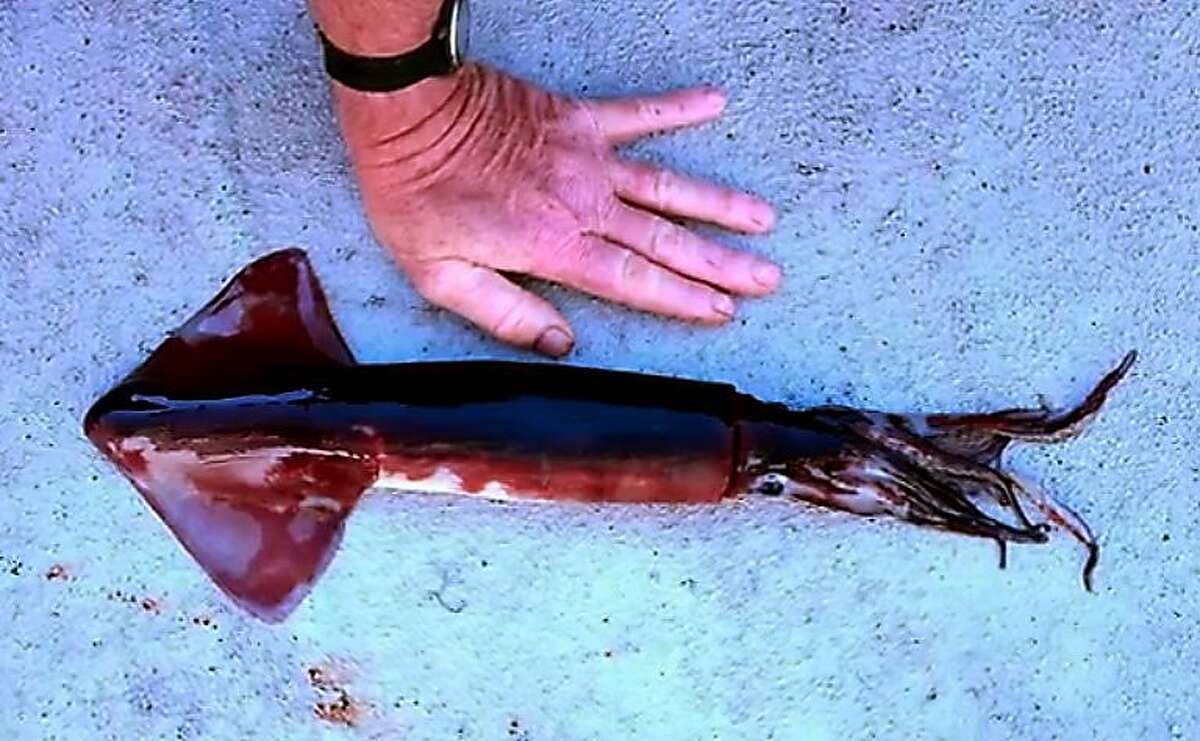 Shrinkage of Humboldt squid puzzles scientists