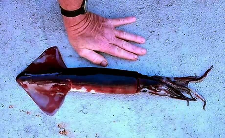 Shrinkage of Humboldt squid puzzles scientists - SFGate