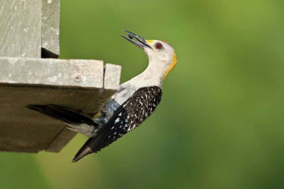 Get Those Bird Feeders Ready For Winter Visitors San