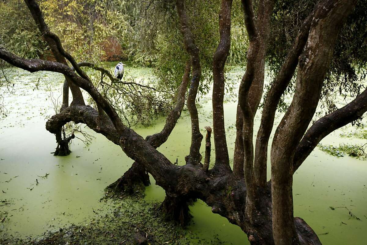 Lily Pond in Golden Gate Park in San Francisco, Calif., Friday, November 11, 2011 is overgrown and infested with African frogs.