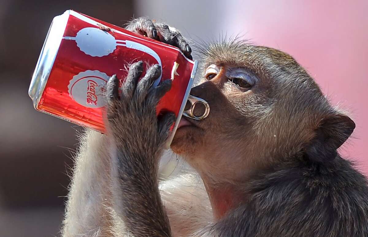 When you want a Coke or a Pepsi with that sandwich, you want soda, not pop.