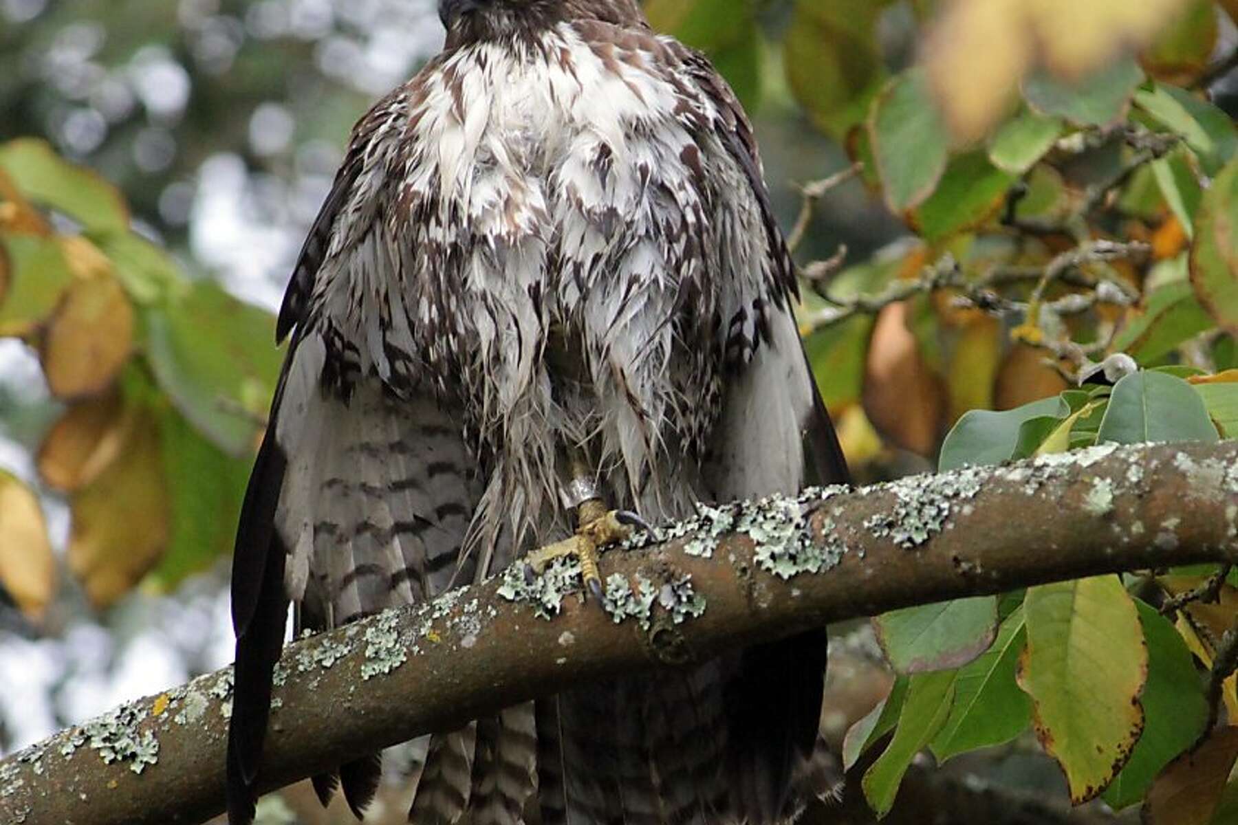 Free Of Nail Hawk Doing Well In Golden Gate Park