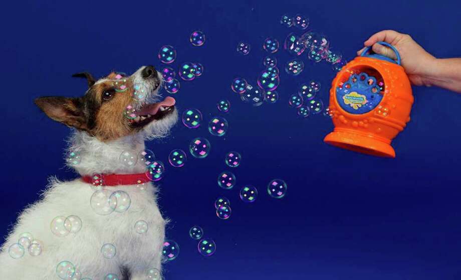 Five quirky gift ideas for pet lovers San Antonio ExpressNews