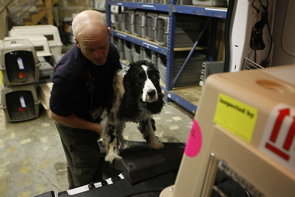 Kyle Kane, an animal handler, helps Cassie up a ramp and into her crate at the office of Pet Express, an animal transport business in Brisbane, Calif., on Tuesday, Sept. 27, 2011.