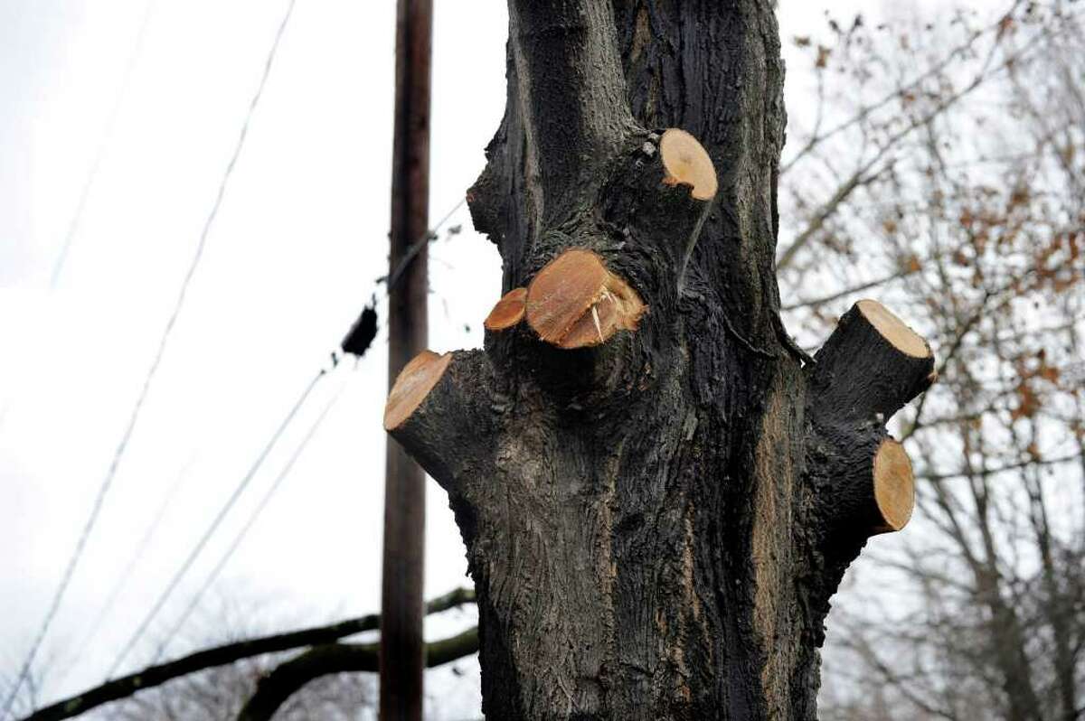 Big power outages from Norway maples grow