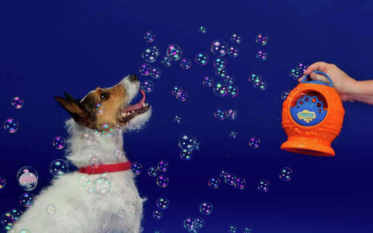 Five gift ideas for pet lovers