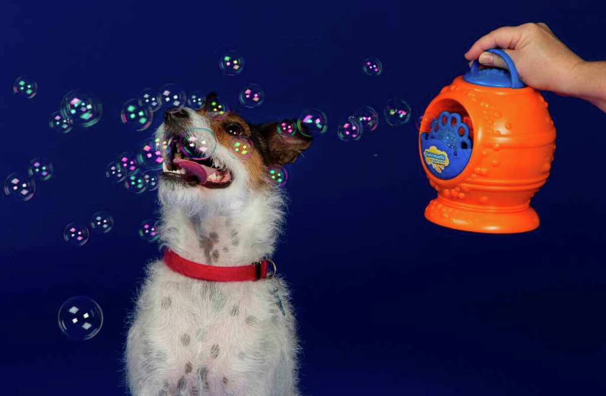 Five gift ideas for pet lovers