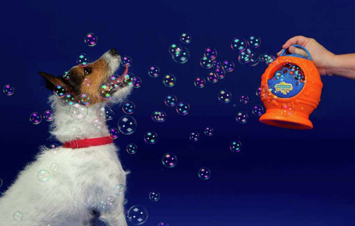 best bubble machine for dogs
