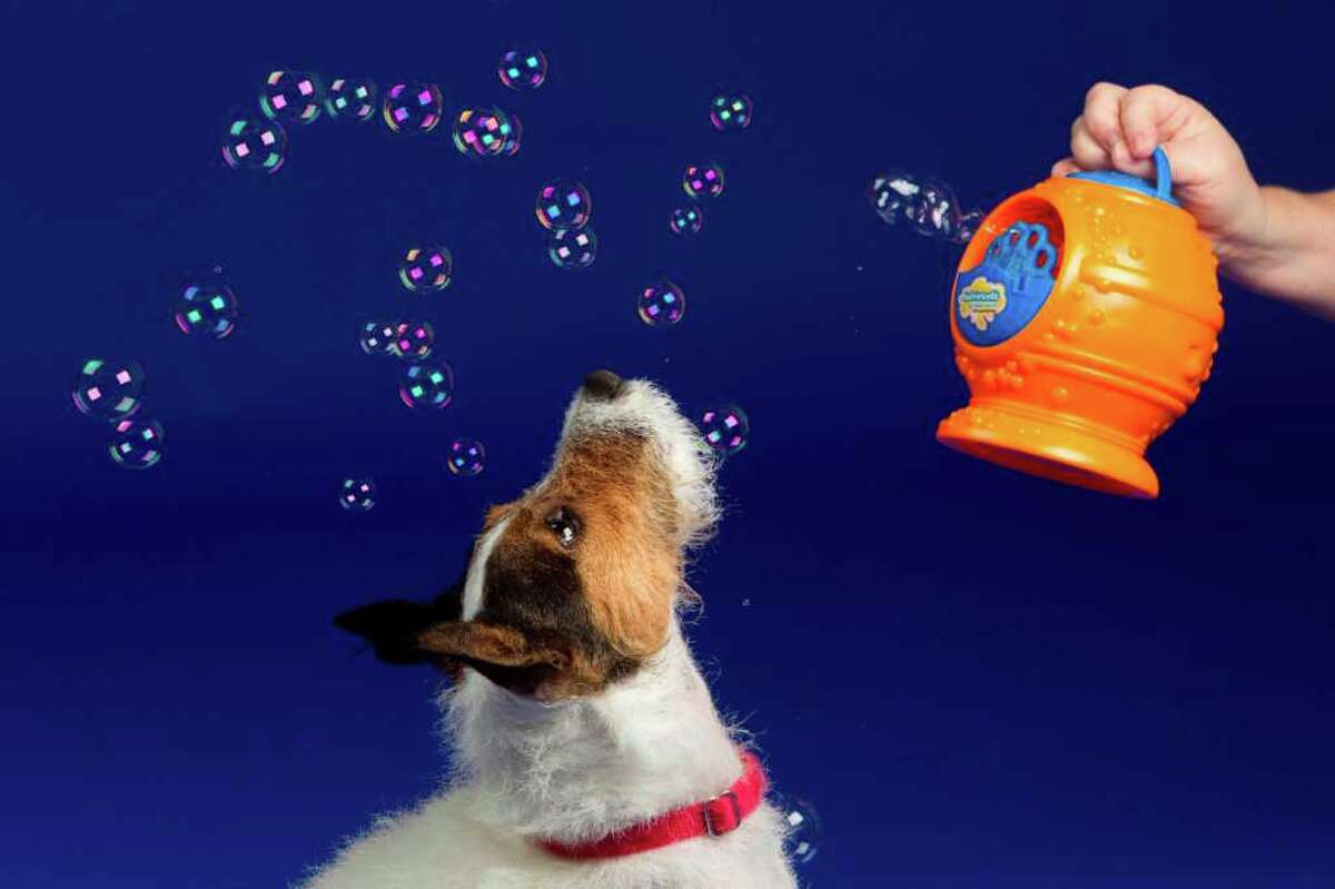 Five gift ideas for pet lovers