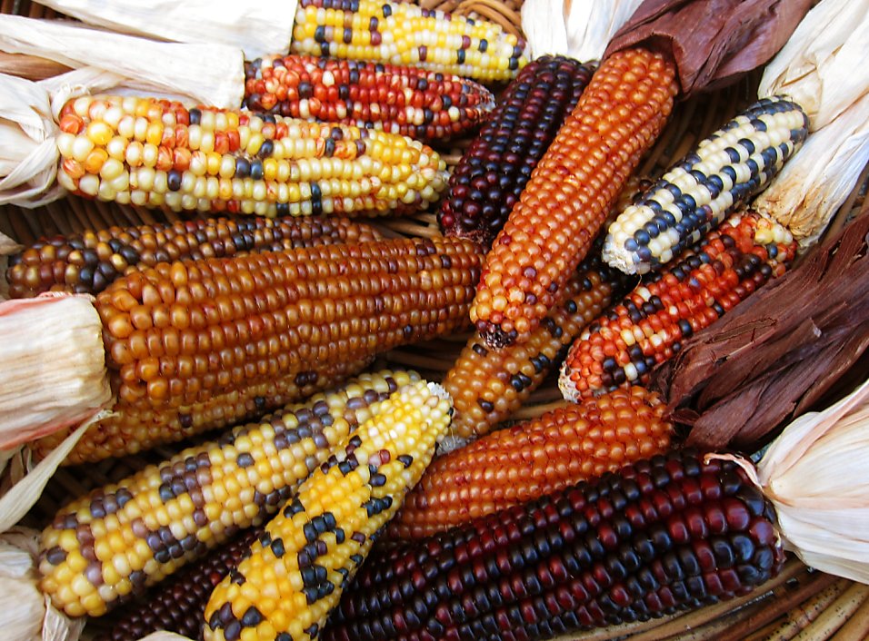 popcorn from dried corn