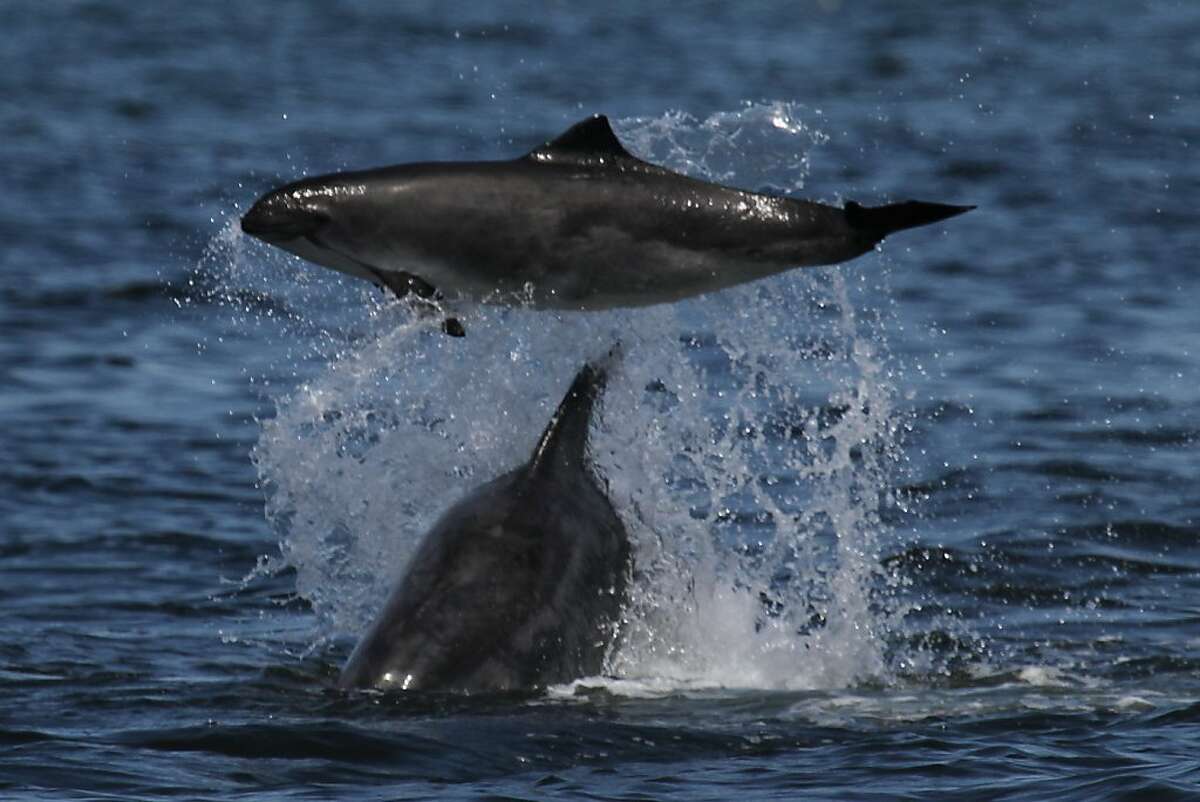 A California coastal bottlenose dolphin tossing a harbor porpoise in the air" or something to that effect. In the one where the dolphin is on the left and the porpoise is upside down on the right - the dolphin used its rostrum to push up violently on the tail of the porpoise which made it cartwheel.