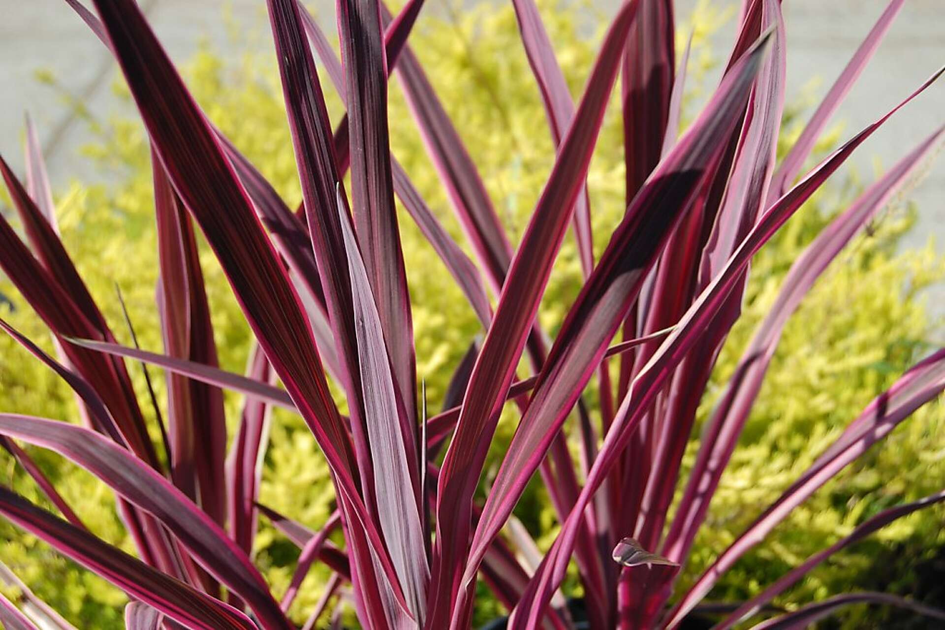 Smaller pink cordylines add dramatic touch
