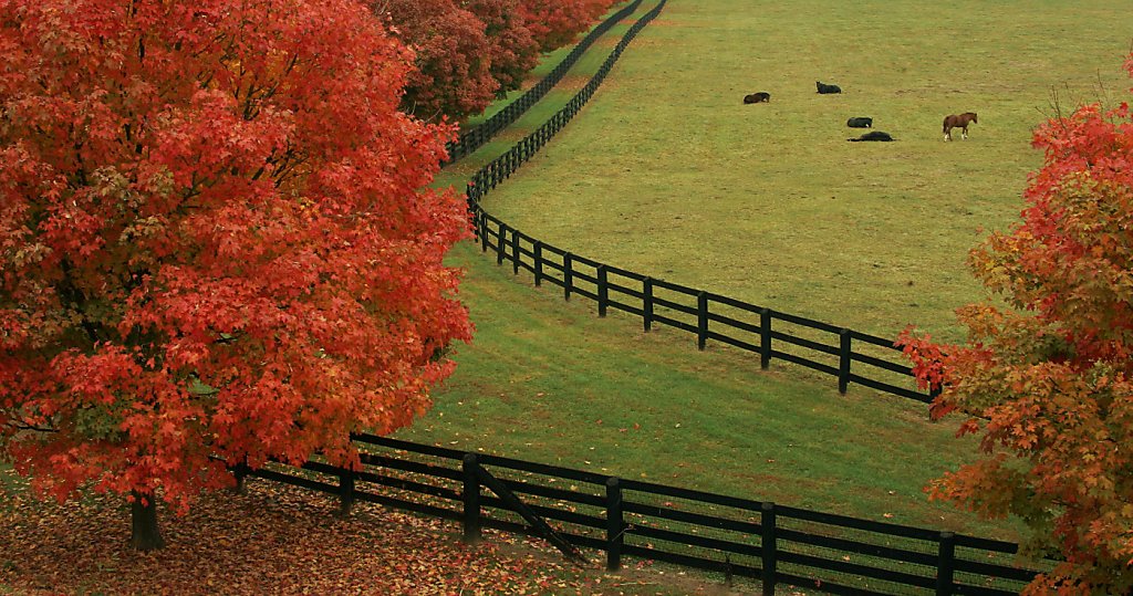 KY Animal Horse Postcard The Bluegrass State Horses in Kentucky White Fence 