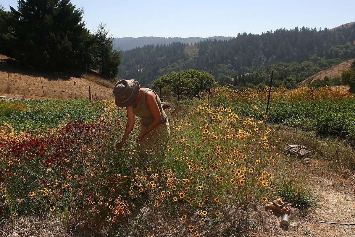 Rebecca Burgess picking Coreopsis tinctoria to use for her dye in Lagunitas, Ca., on Thursday, September 1, 2011. She started The Fibershed Project challenge: To live for one year in clothes made from fibers that are solely sourced within a geographical region no larger than 150 miles from her front door; this includes the natural dye colors as well.