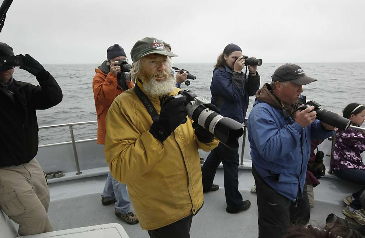 John Calambokidis, (center) a whale biologist and director of Cascadia Research Collective, searches for whales off the coast of San Francisco, Ca., on Saturday August 27, 2011. The Gulf of the Farallones boast some of the richest marine wildlife habitat, and these waters are some of the most heavily trafficked shipping lanes in the country. Over the past 10 years, ship strikes have become a major cause of death for blue whales and other large baleen whales, and ship strikes also account for one-third of the whale strandings Last year several endangered whales feeding beyond the Golden Gate were struck and killed in the shipping lanes.