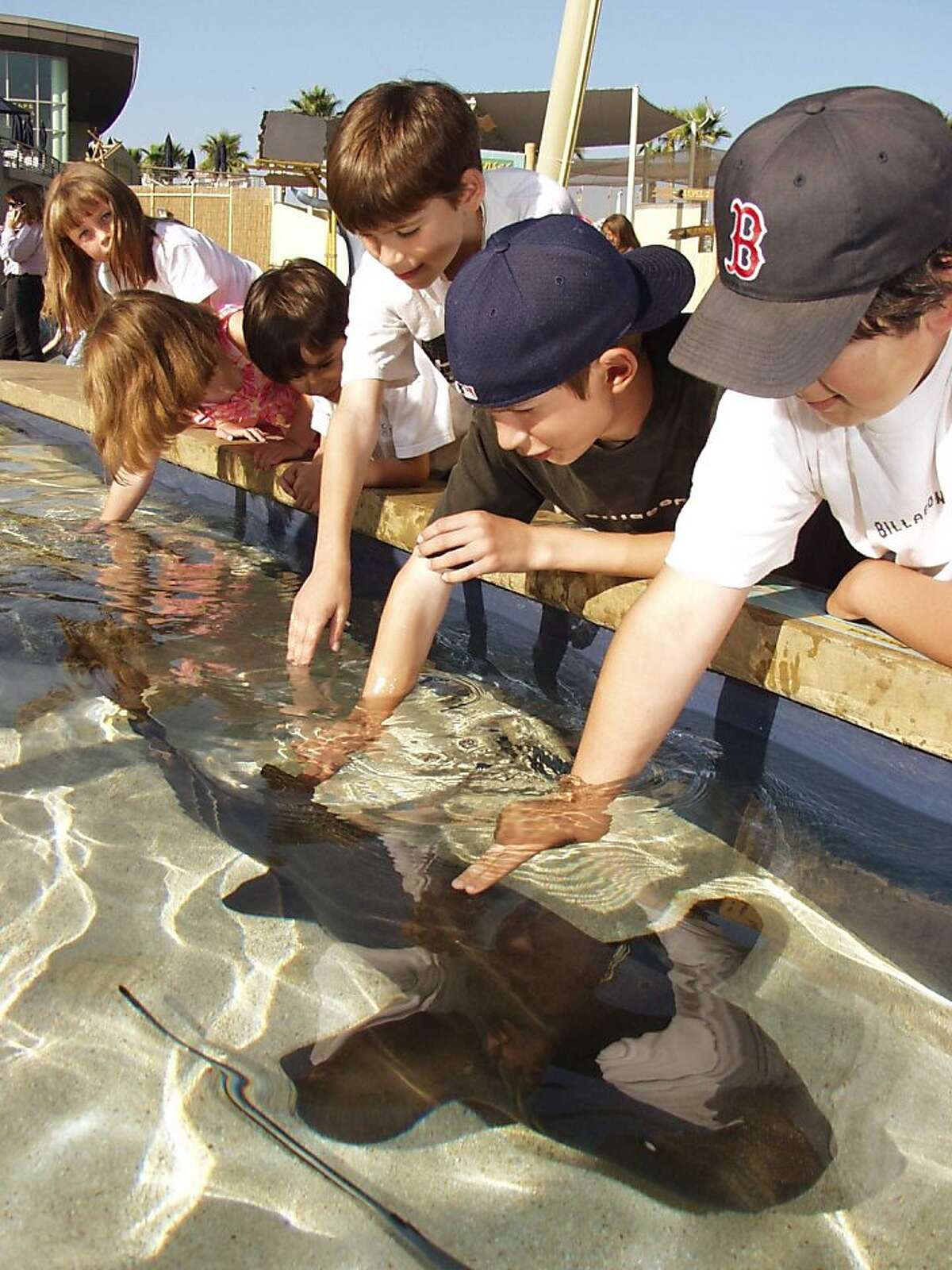 The interactive Shark Lagoon, which features over 150 sharks you can touch, at the Aquarium of the Pacific.