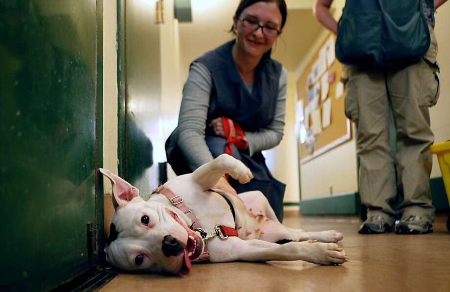 Sf Animal Care And Control PetsWall