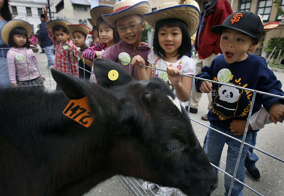 Jacob Domingcil (right) and his kindergarten classmates meet Norman the dairy calf during Farm Day at Gordon Lau Elementary School in San Francisco, Calif. on Thursday, Oct. 20, 2011. The event was held to educate school children about where their food comes from.