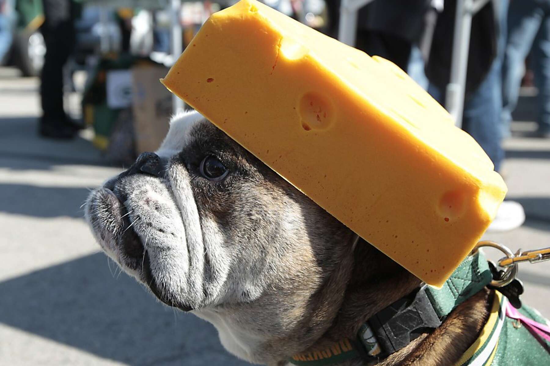 cheesehead hat for dogs
