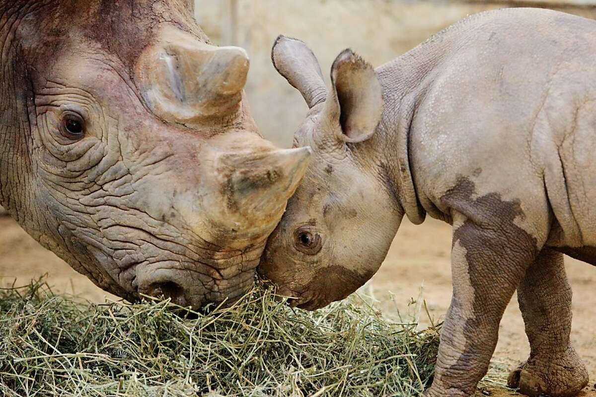 western black rhinoceros extinct