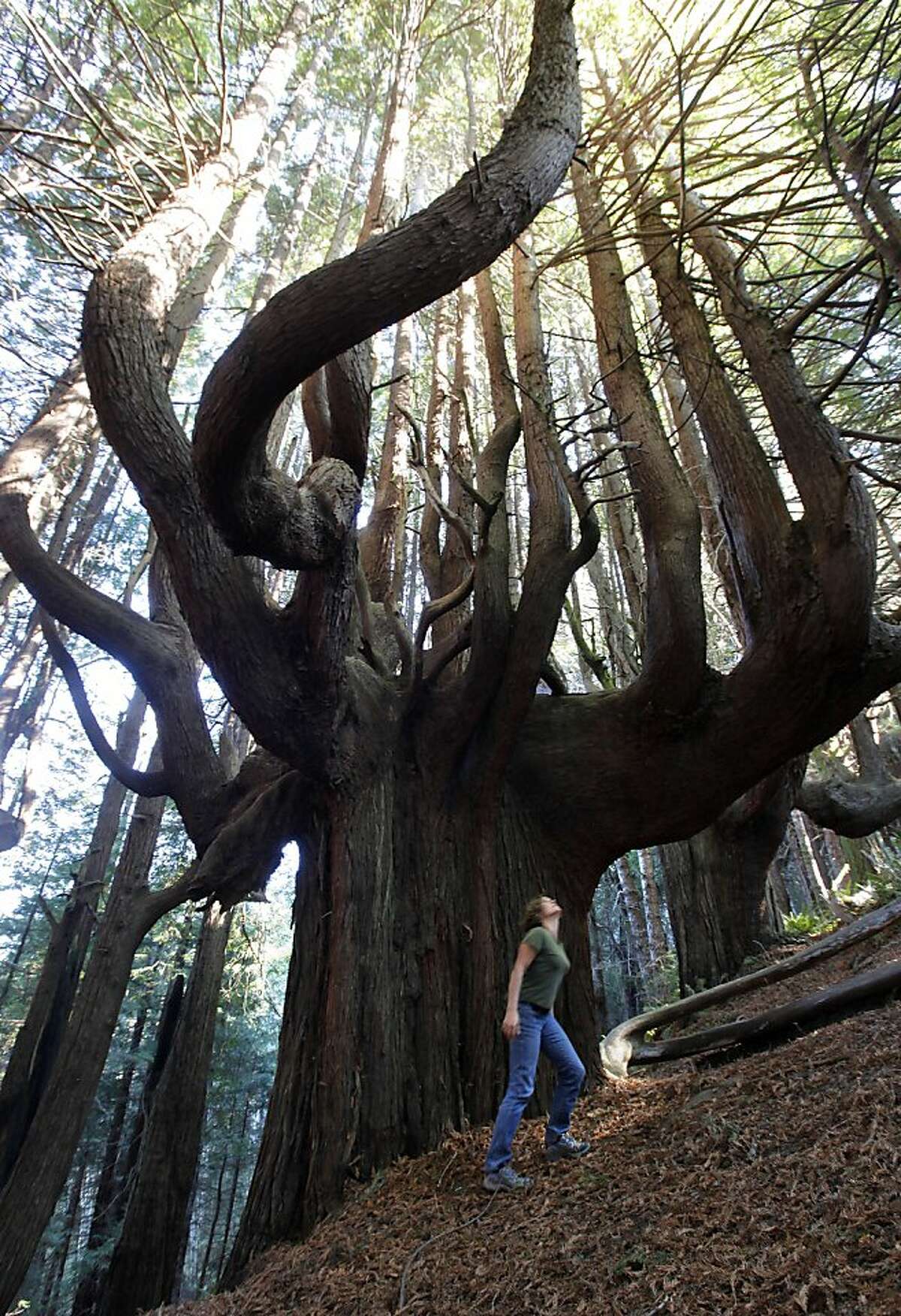 Shady Dell Deal Preserves Majestic Redwood Forest