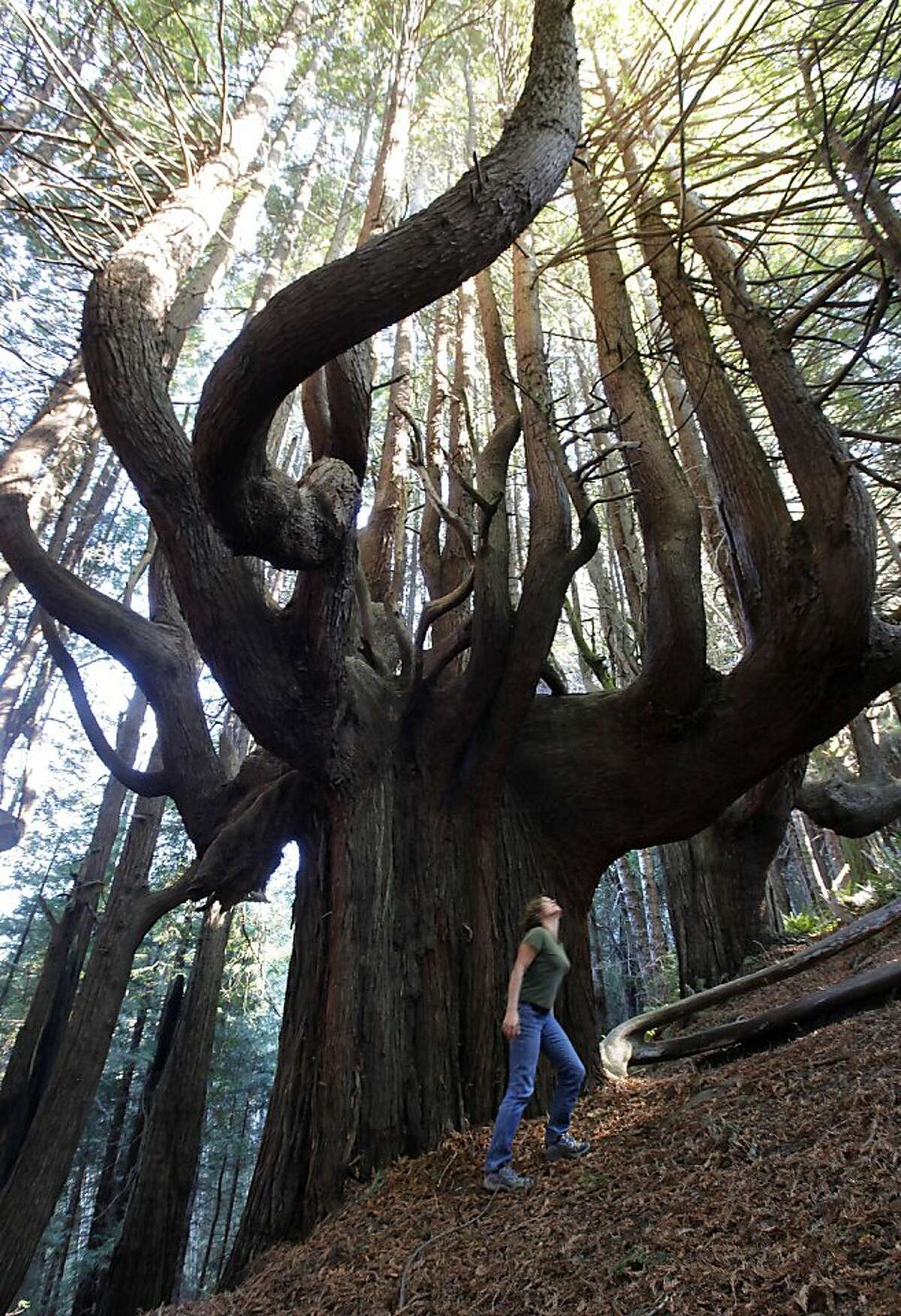 Christine Ambrose, project manager of the Shady Dell project and a member of the Save the Redwoods League, walks through the, trees of mystery, part of the dense redwood forest on the acquired Shady Dell property in Usal, Ca. on Wednesday November 02, 2011. Save the Redwoods League is working with partners to protect 957 acres of remote redwood forest known as Shady Dell and extend California's rugged Lost Coast Trail.