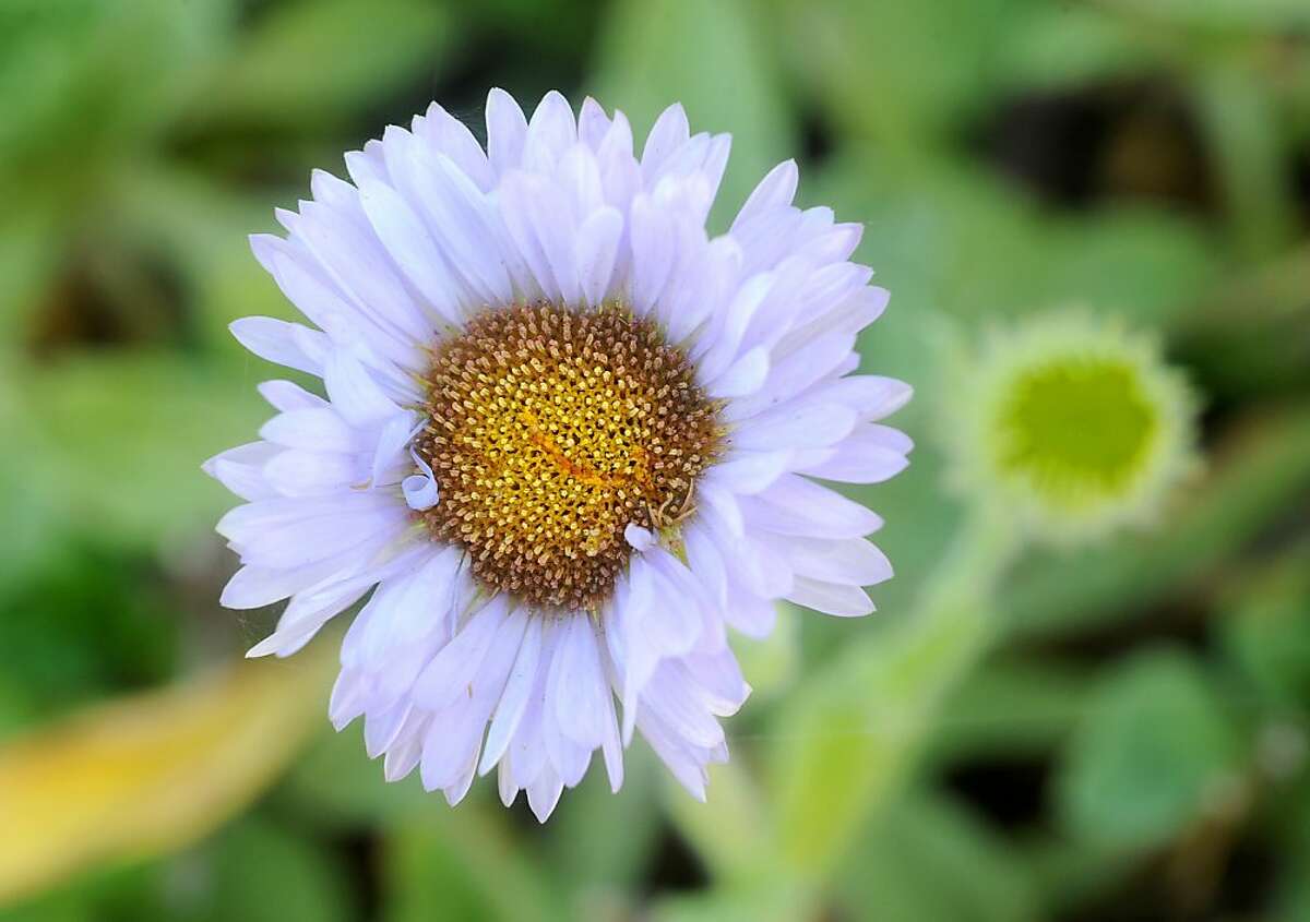 Beach aster, formally known as Erigeron glaucus, grows on the California Academy of Sciences' living roof on Friday, Sept. 2, 2011, in San Francisco.