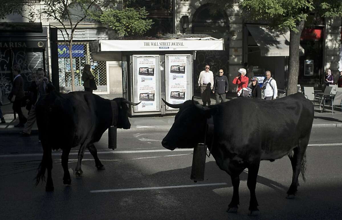 Two bulls are seen in the middle of Gran Via street during an annual parade in Madrid Sunday Oct. 30, 2011. Spanish shepherds are leading flocks of sheep through the streets of downtown Madrid in defense of ancient grazing, migration and droving rights threatened by urban sprawl and man-made frontiers. Jesus Garzon, president of a shepherds council established in 1273, said some 5,000 sheep and 60 cattle are crossing the city Sunday to exercise the right to droving routes that existed before Madrid grew from a rural hamlet to the great capital it is today. (AP Photo/Arturo Rodriguez)