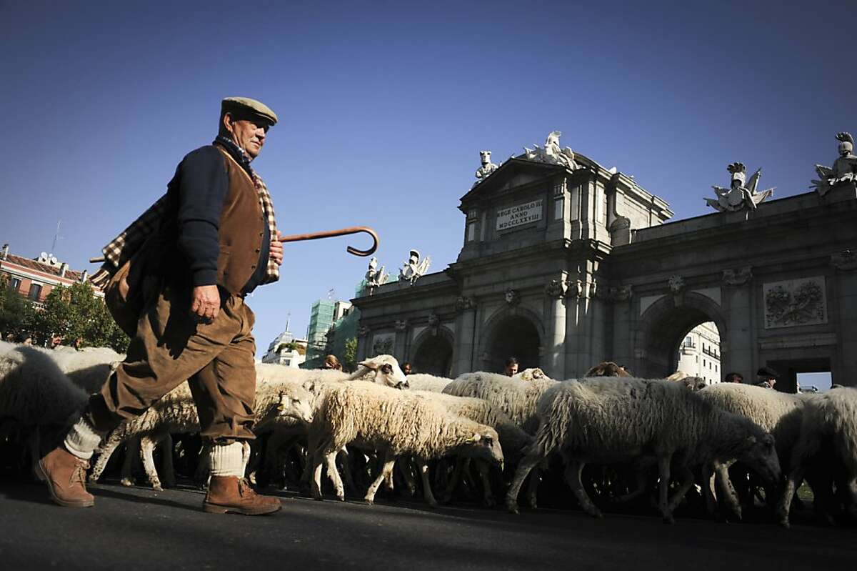 spanish-shepherds-drive-flocks-through-madrid