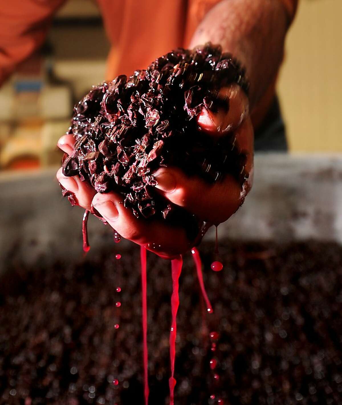 Winemaker Chris Nelson squeezes fermenting grapes at Bluxome Street Winery on Wednesday, Oct. 19, 2011, in San Francisco