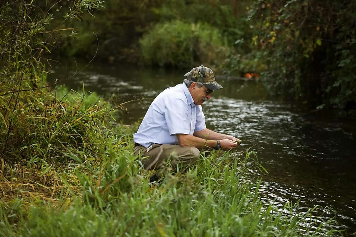 Peter Moyle, a fish biology professor at University of California Davis, looks over salmon spawning areas on Putah Creek in Davis CA., Monday Oct. 24, 2011. The alarming discovery in British Columbia of a contagious virus that has devastated salmon farms on the East Coast, in Europe, Chile and other places has angered conservationists who blame the aquaculture industry, but fishery scientists insist it is too early to panic.