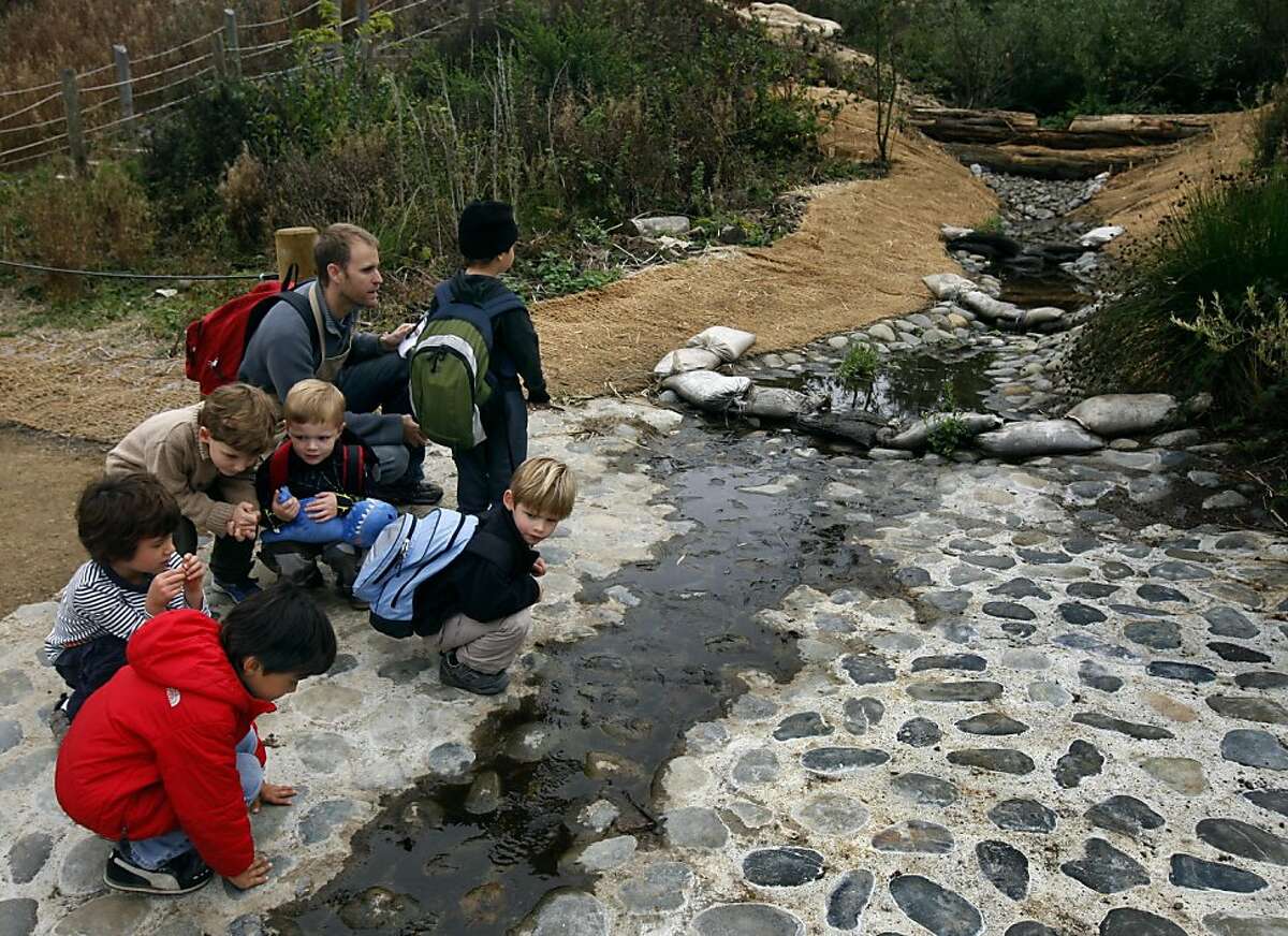 Students from the Cow Hollow School follows the path of water flowing into the newly restored El Polin Springs area of the Presidio in San Francisco, Calif. on Thursday, Oct. 20, 2011. The Presidio Trust recently completed a project that "daylighted" three hundred feet of the creek, which had been buried in pipes for decades and now feeds several wetlands ponds.