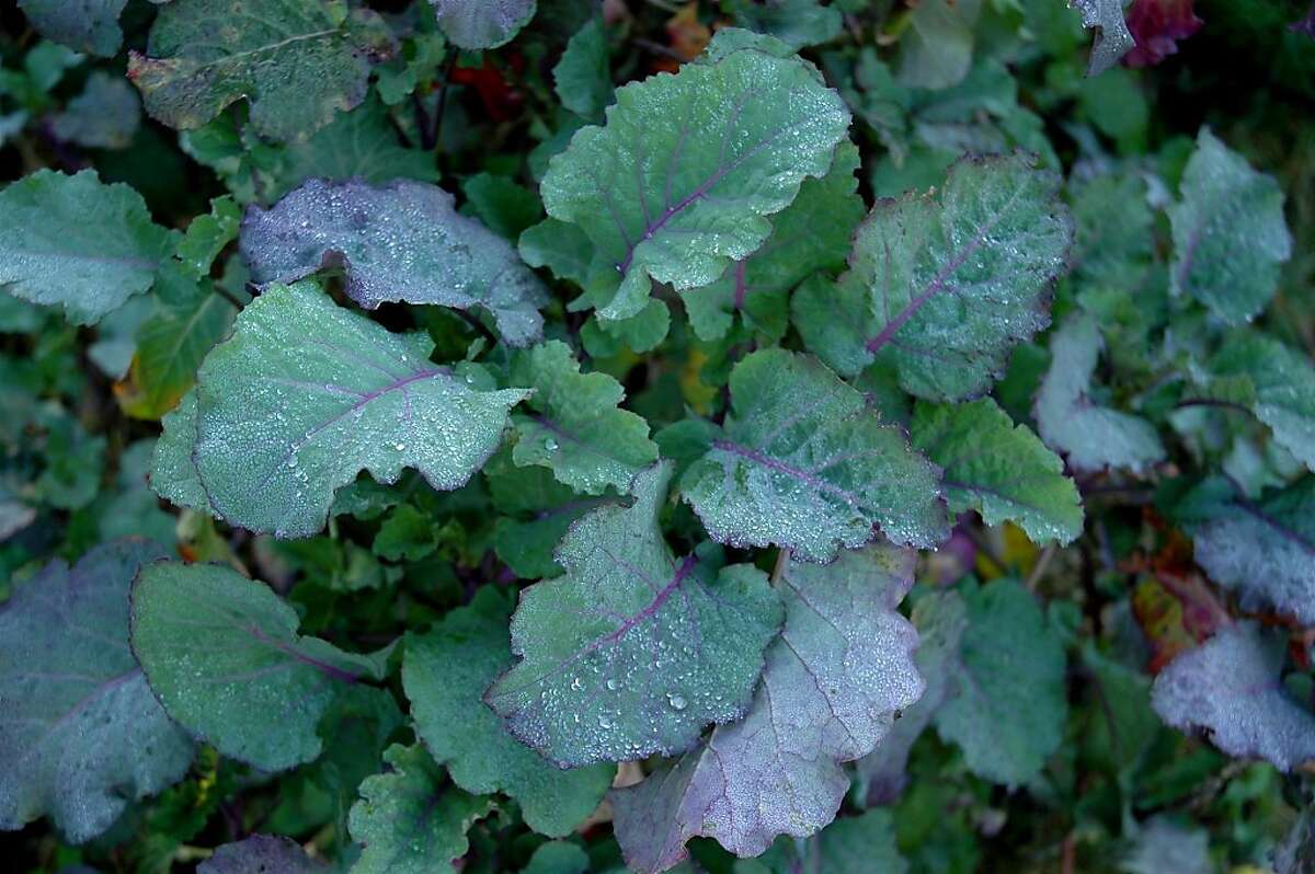Edible perennials Plant now for annual harvests