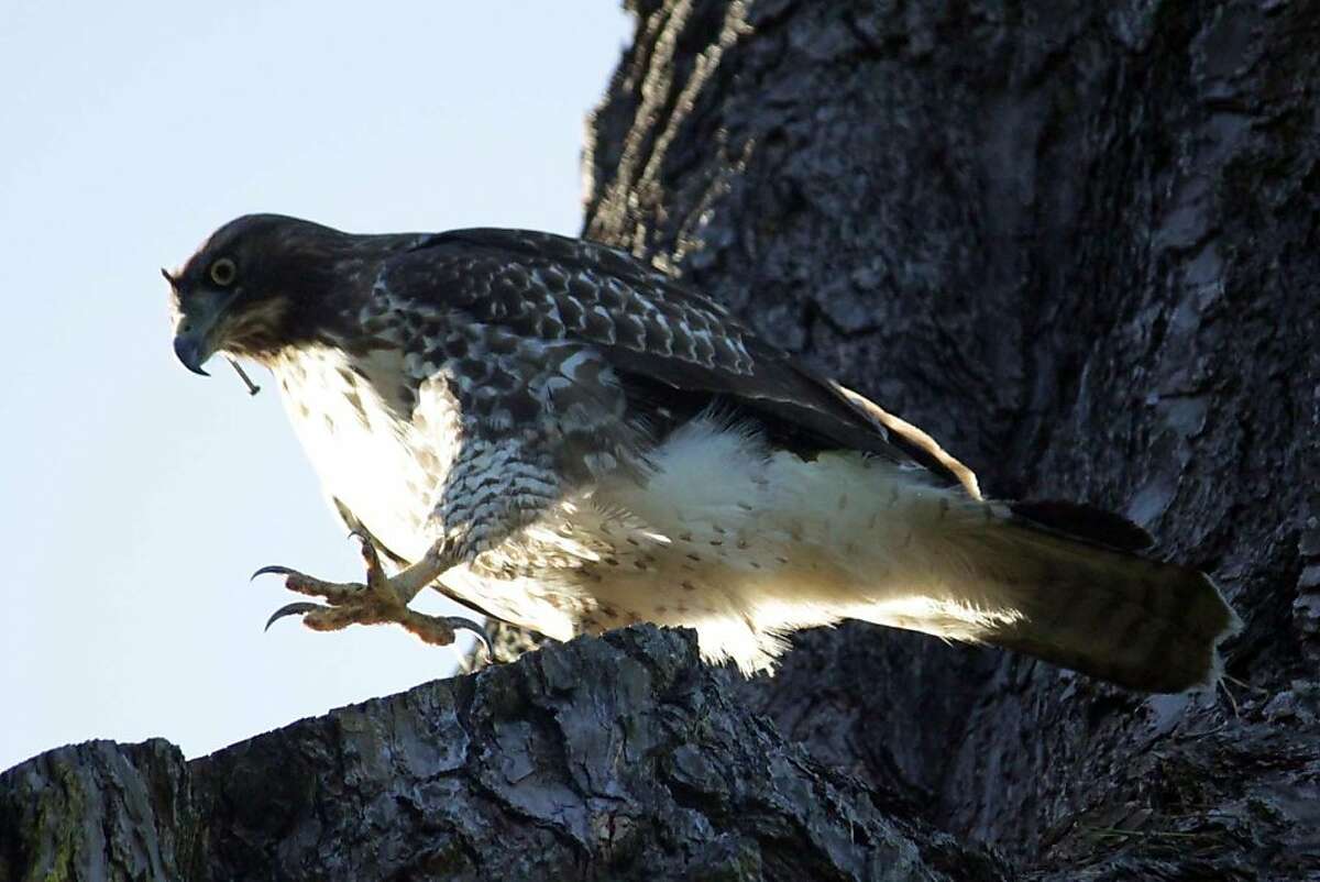 WildRescue animal ambulance is trying to capture a red-tailed hawk loose in Golden Gate Park today, Tuesday October 18. The animal ambulance crew will spend the day monitoring two traps they set in the park.