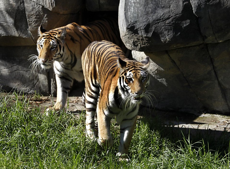 A tigers' tale Oakland zoo rescues 4 sisters SFGate