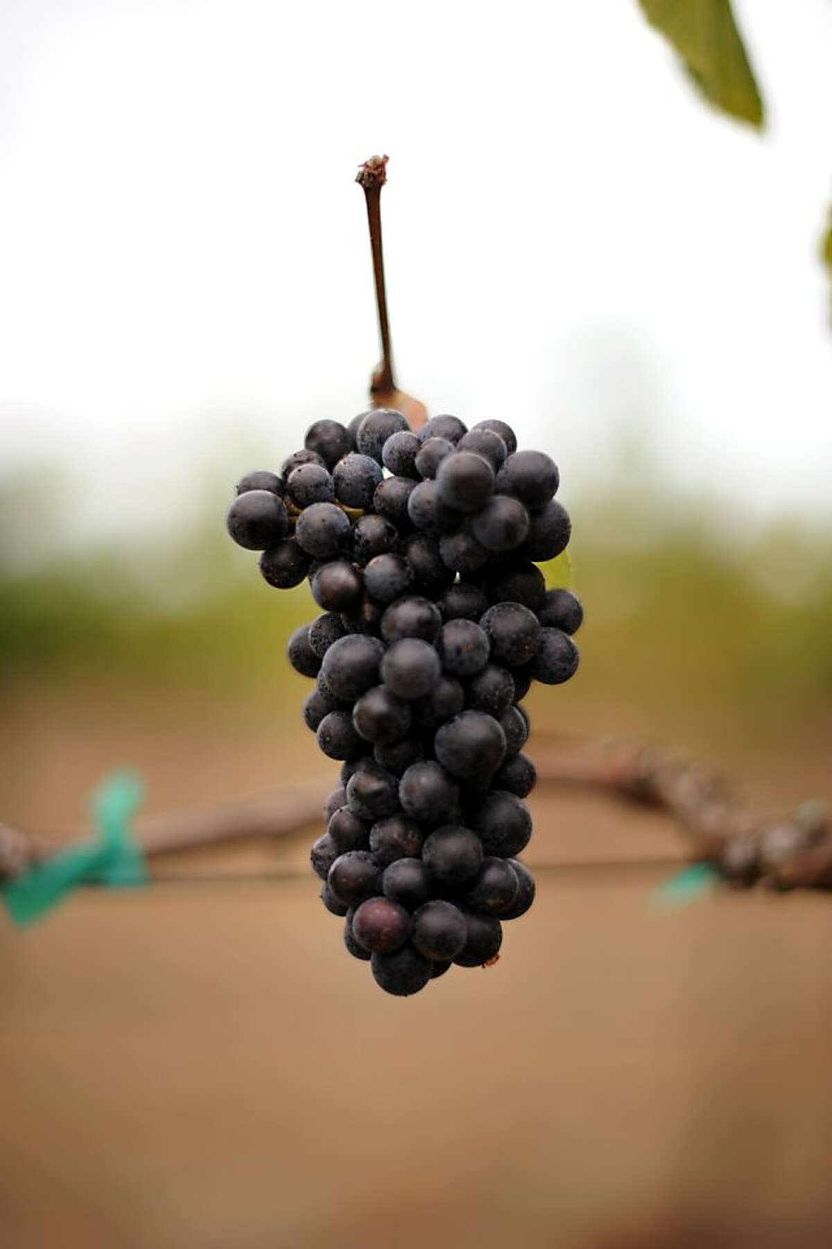 The Kiser vineyard in Philo, California in the Anderson Valley is planted with Pommard and a variety of Dijon clones of pinot noir grapes. September 30, 2011